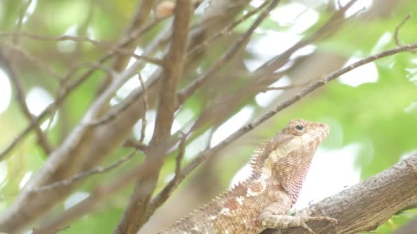 Wspólne kameleon lub śródziemnomorskiej kameleon rozglądając się w oddziale - Chamaeleo kameleon - Materiał filmowy, wideo