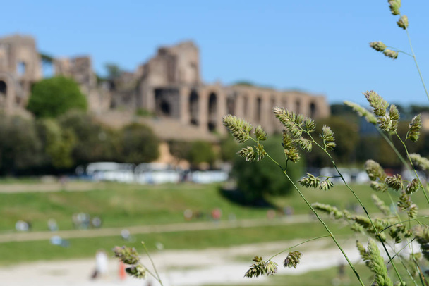 Nice green plants and defocused ruins in Rome - Photo, Image