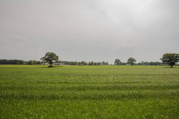 Campo verde de primavera, paisaje. Hierba fresca en la agricultura holandesa y nublado
 - Foto, imagen
