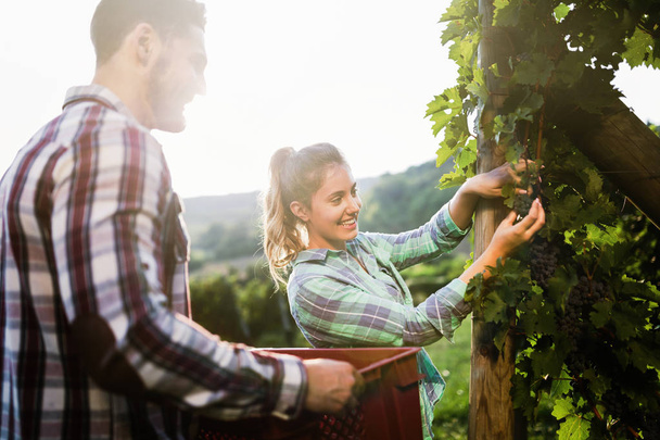 Winegrowers harvesting grapes in vineyard - Fotografie, Obrázek