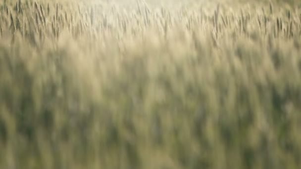 Golden Wheat in Wind - Felvétel, videó
