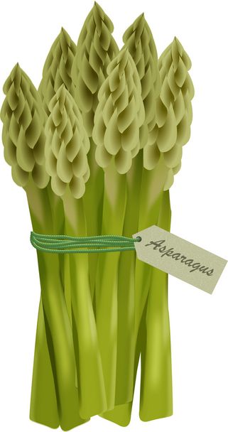 Asparagus - Vector, Image