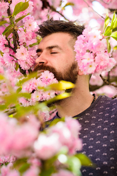 Man with beard and mustache on calm face near pink flowers. Unity with nature concept. Bearded man with fresh haircut with bloom of sakura on background. Hipster with sakura blossom in beard - 写真・画像