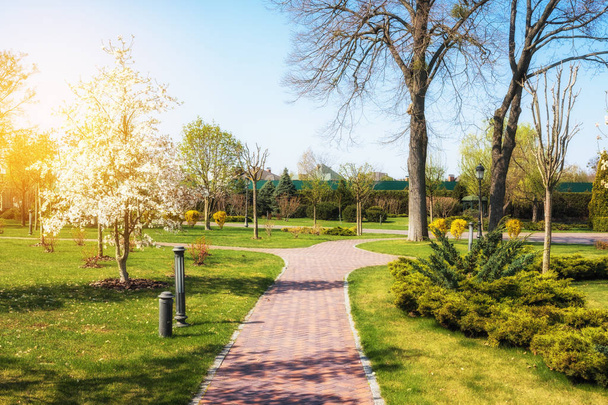 Green spring sunny city park with road and beautiful trees alley - Zdjęcie, obraz