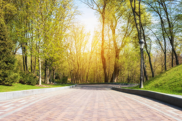 Green spring sunny city park with road and beautiful trees alley - Fotografie, Obrázek