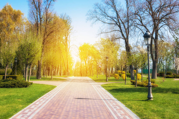 Green spring sunny city park with road and beautiful trees alley - Foto, immagini