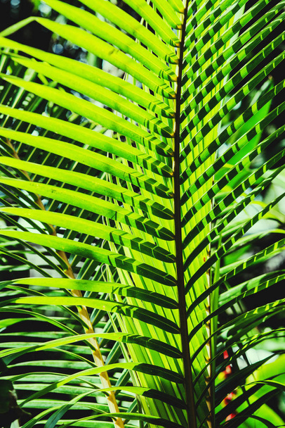 Green palm leaves of tree in sunlight - 写真・画像