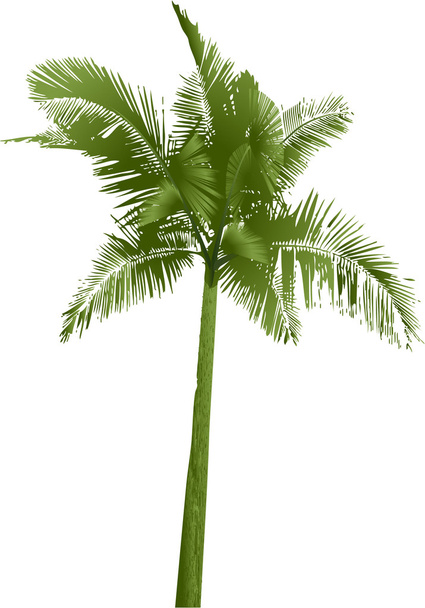 palmiye ağacı - Vektör, Görsel