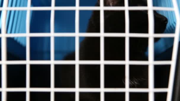 wrede behandeling van huisdieren. Een zwarte kat zit in een kooi in een kwekerij voor verlaten dieren. - Video