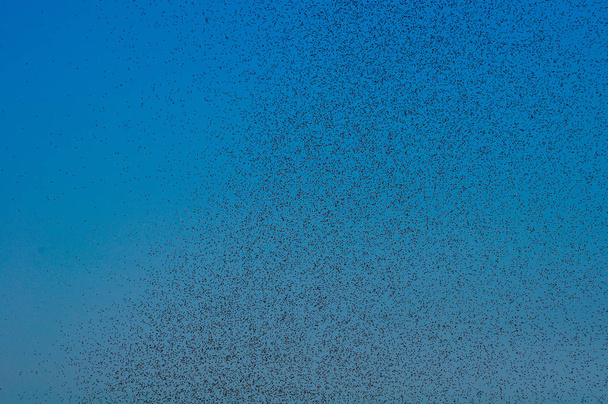 viele große Mückenwolken vor blauem Himmel - Foto, Bild