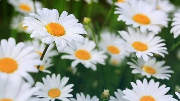 Close up of blooming white daisies flowers .Flowers background. - Footage, Video