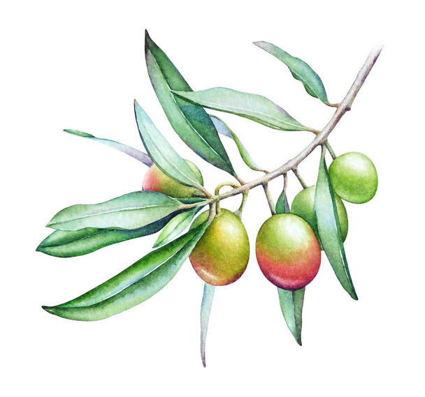 Акварельная иллюстрация ветви оливкового дерева с оливками и зелеными листьями на белом фоне
. - Фото, изображение