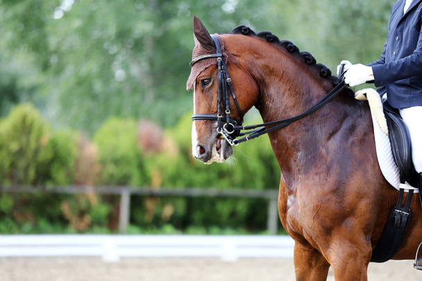 Portrait de cheval de sport lors d'une compétition de dressage en selle.
 - Photo, image