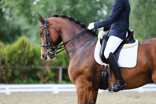 Портрет спортивной лошади во время соревнований по выездке под седлом. Неизвестный участник едет на выездном конном мероприятии в помещении на площадке
 - Фото, изображение
