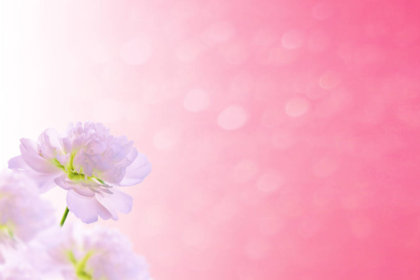 Cloches de fleurs lumineuses et colorées. Fond floral
. - Photo, image