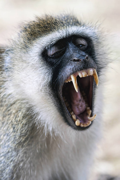 Fechar-se de um macaco-de-cara-preta vervet baring seus dentes
 - Foto, Imagem