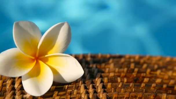 Taze beyaz frangipani plumeria tropikal egzotik çiçek mavi yüzme havuzu su üzerinde - Video, Çekim