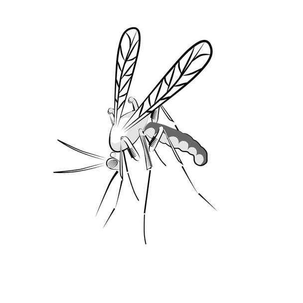 Vektoros illusztráció egy rovar, szúnyog. - Vektor, kép