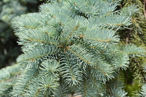 Blue spruce branches in the garden - Photo, Image