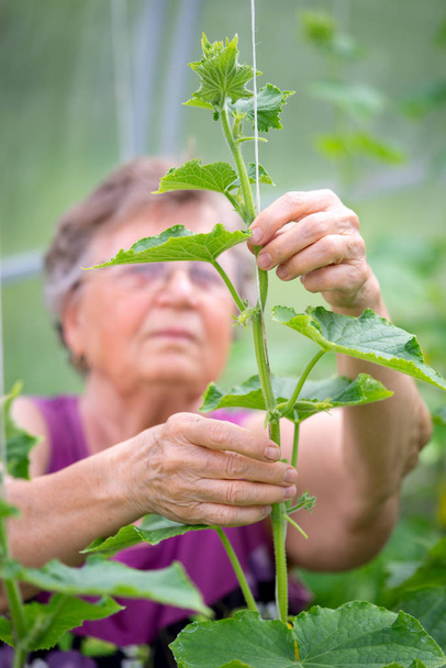 Ηλικιωμένη γυναίκα Καυκάσιος κηπουρός σε θερμοκήπιο έλεγχος φυτά αγγούρι - γεωργία Γεωργία μικρή επιχείρηση ιδιοκτήτης έννοια. - Φωτογραφία, εικόνα