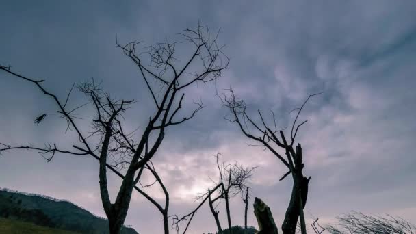 Время смерти дерева и сухой желтой травы на горном ландшафте с облаками и солнечными лучами. Горизонтальное скольжение - Кадры, видео