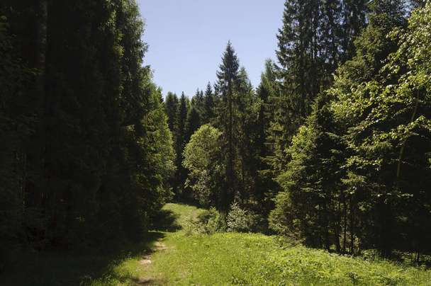 Fir-wood landscape with footpath, sunny summer day - Foto, imagen