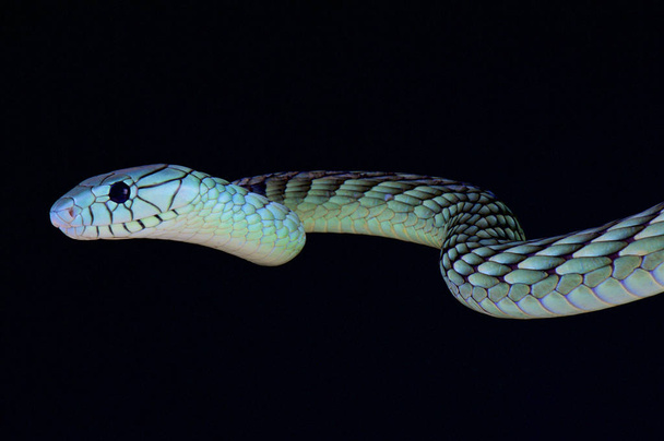 Batı yeşil mamba (Dendroaspis viridis) Batı Afrika'da büyük, son derece zehirli yılan türüdür. - Fotoğraf, Görsel
