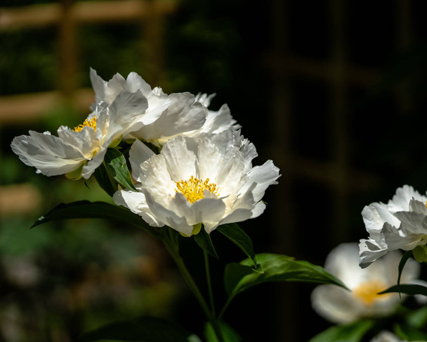 Bellissimo fiore bianco - Foto, immagini