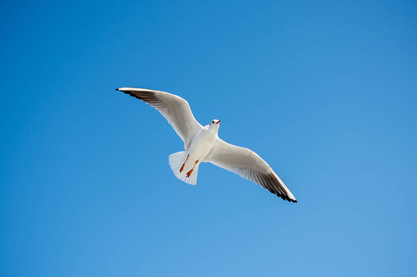 Eine einzige Möwe fliegt in einem blauen Himmel Hintergrund - Foto, Bild