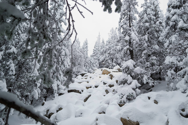 kurumniki ve sněhu Pokud sníh v zimním lese - Fotografie, Obrázek