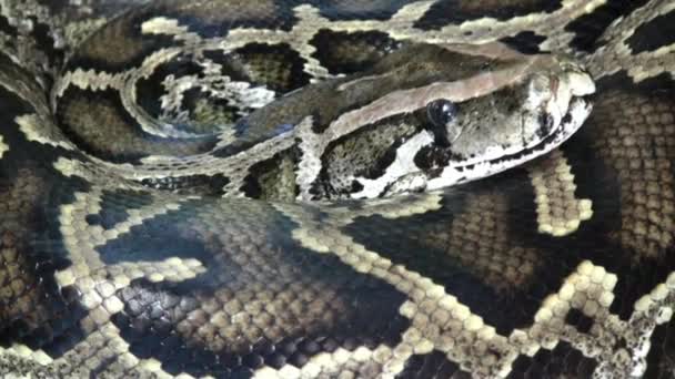 Vidéo de serpent python, extrêmement proche
  - Séquence, vidéo