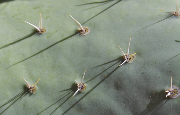 Primer plano de espinosa almohadilla de cactus de pera y espinas
 - Foto, imagen