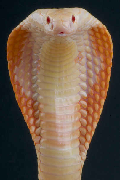 Albino monocled cobra (Naja kaouthia) é uma espécie de serpente altamente venenosa
. - Foto, Imagem