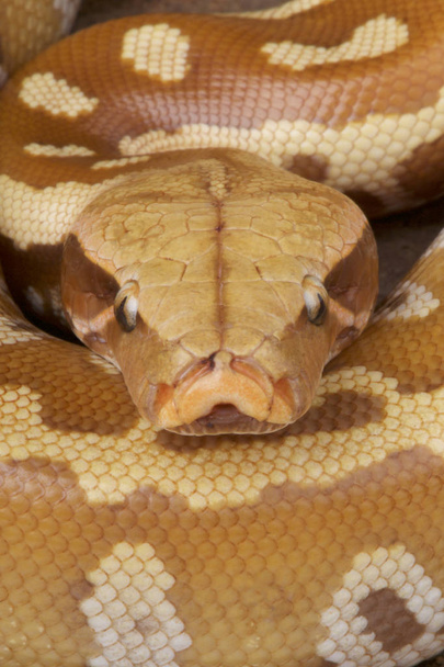 Кров python (Python-brongersmai) — вид великих, кремезний, змія знайшли в Південно-Східній Азії. Pictured тут є рідкісні Альбіно. - Фото, зображення