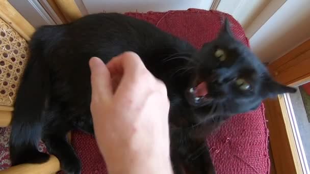 black cat attack - Footage, Video