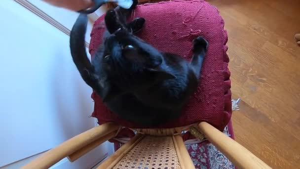 zwarte kat snijden nagels - Video