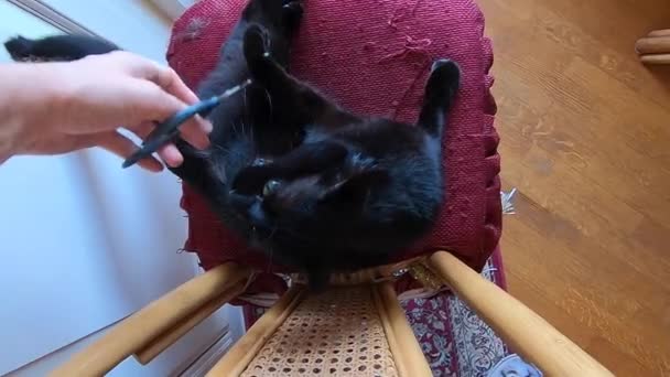 vágás macska karom - Felvétel, videó
