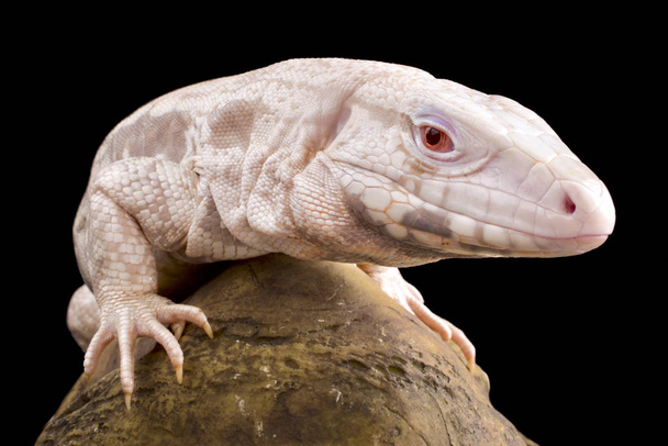 Un raro tegu albino. Son lagartos gigantes que se encuentran en Argentina
. - Foto, imagen
