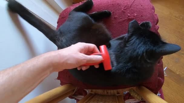 brushing the cat - Footage, Video
