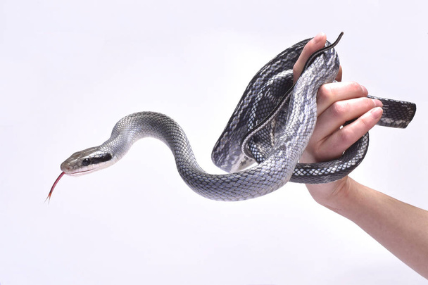 Piękna niebieska rat snake (Orthriophis taeniurus) - Zdjęcie, obraz