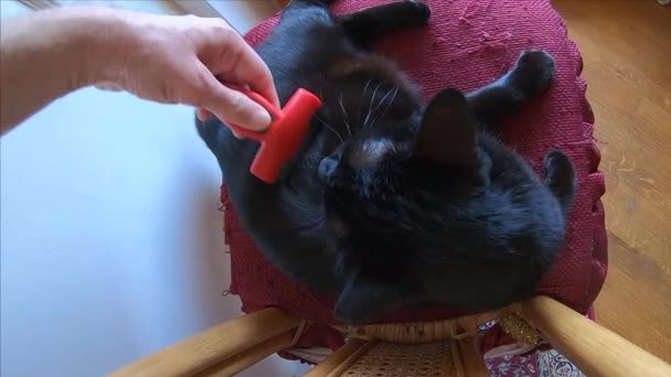 szczotkowanie futrzany kotów - Materiał filmowy, wideo