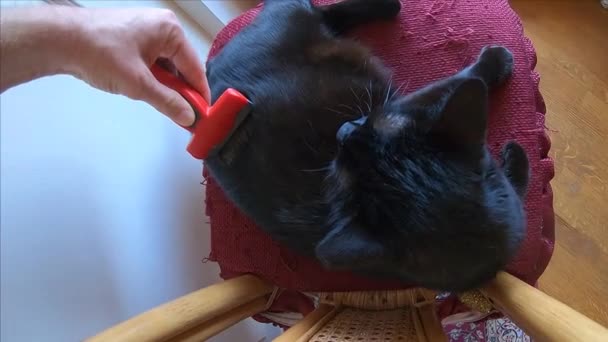 brushing angry cat - Footage, Video