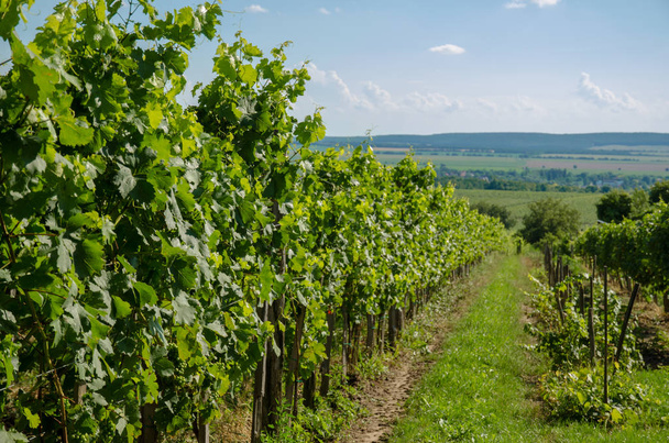зеленые ряды виноградников в весеннее время
 - Фото, изображение