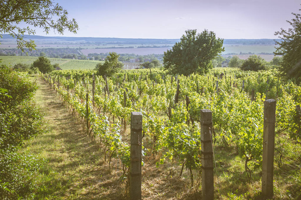 зеленые ряды живописных виноградников в весеннее время
  - Фото, изображение
