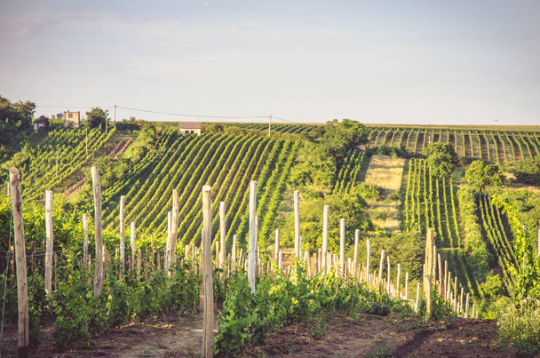 groene rijen van wijngaard in de lente en de blauwe hemel - Foto, afbeelding