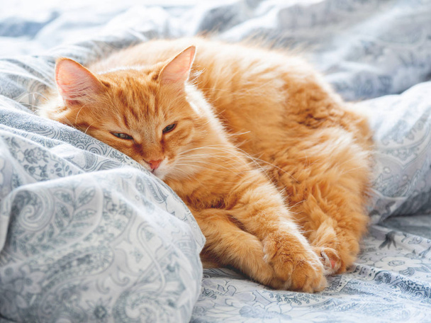 Cute ginger cat lying in bed. Fluffy pet looks curiously. Cozy home background. - Foto, Bild