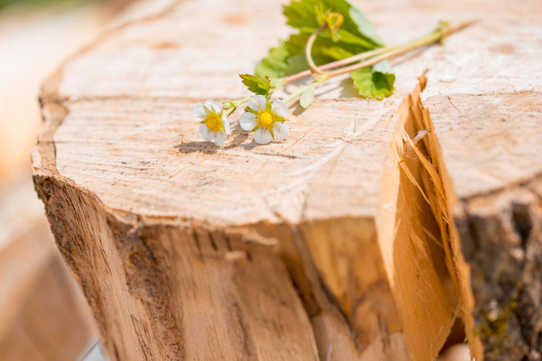 flowers and strawberries on an old wooden log - Foto, Imagem