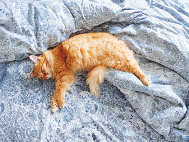 Cute ginger cat lying in bed. Fluffy pet. Cozy home background, morning bedtime. - Fotografie, Obrázek