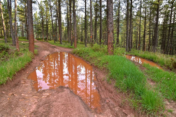 Een rotsachtige en modderige parcours door een bosrijke omgeving weerspiegelt omliggende pijnbomen in de sleur van het water gevuld na een regen. - Foto, afbeelding