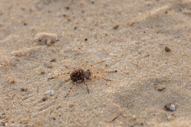 Matka vlčice pavouk nebo Lycosa singoriensis se spoustou dětí na zádech. - Fotografie, Obrázek